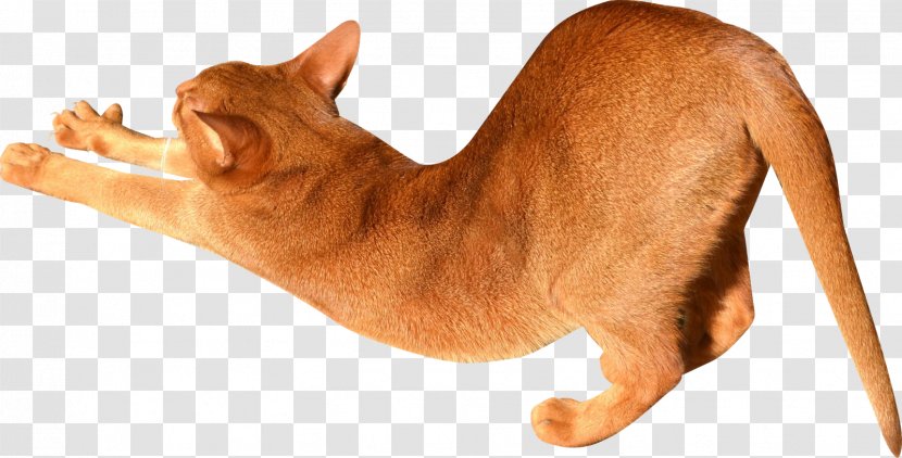 Abyssinian Kitten Stretching Digital Scrapbooking - Cats Transparent PNG