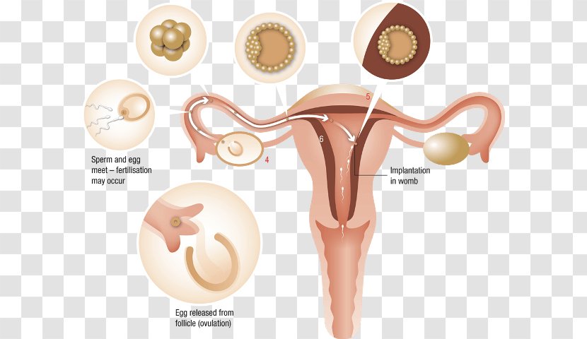 Menstrual Cycle Irregular Menstruation Woman Estrogen - Flower Transparent PNG