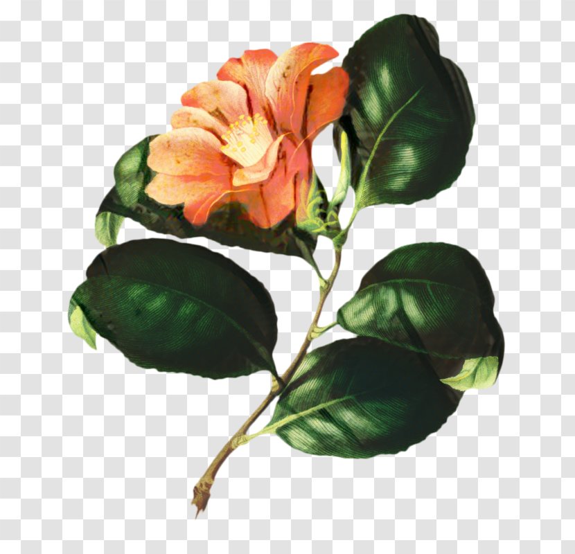 Flower Art Watercolor - Cut Flowers - Plant Stem Rose Transparent PNG