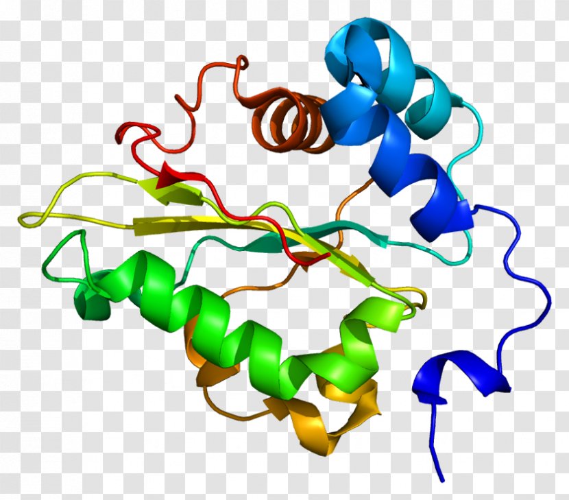 Elongation Factor Protein Peptide Bond Glutathione Synthetase - Cartoon - Flower Transparent PNG