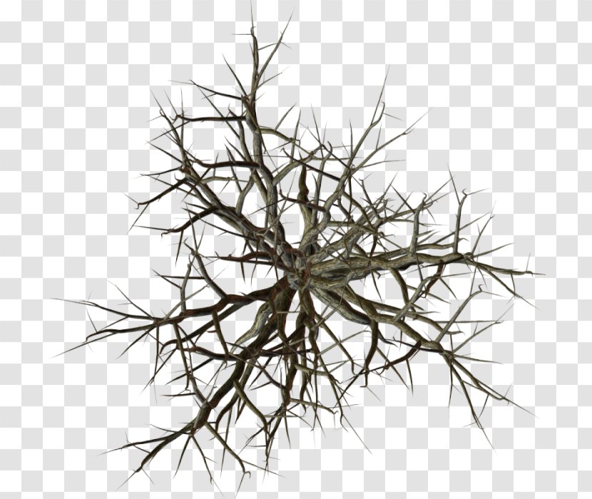 Tree Branch Snag Clip Art - Thorns Spines And Prickles - Top View Transparent PNG