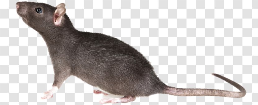 Mouse Brown Rat Rodent Black Pest - Rats Pests Transparent PNG