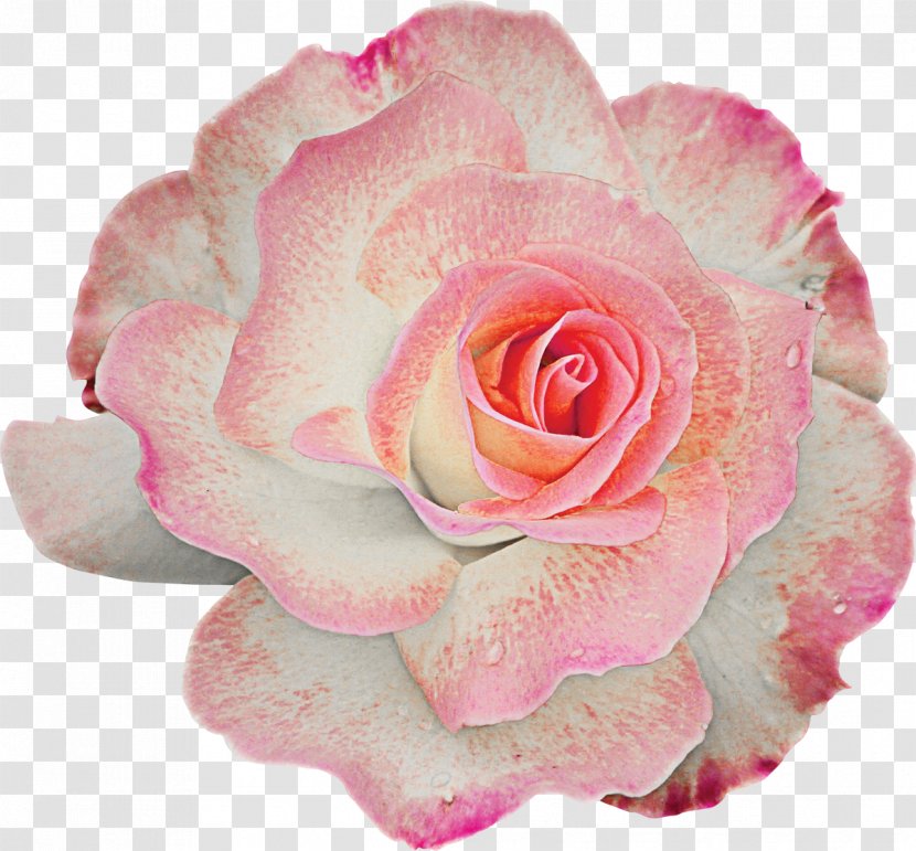 Flower Garden Roses Centifolia Clip Art - Petal - Rose Transparent PNG
