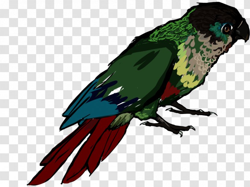 Macaw Beak Feather Clip Art Fauna - Wing - Local News Transparent PNG
