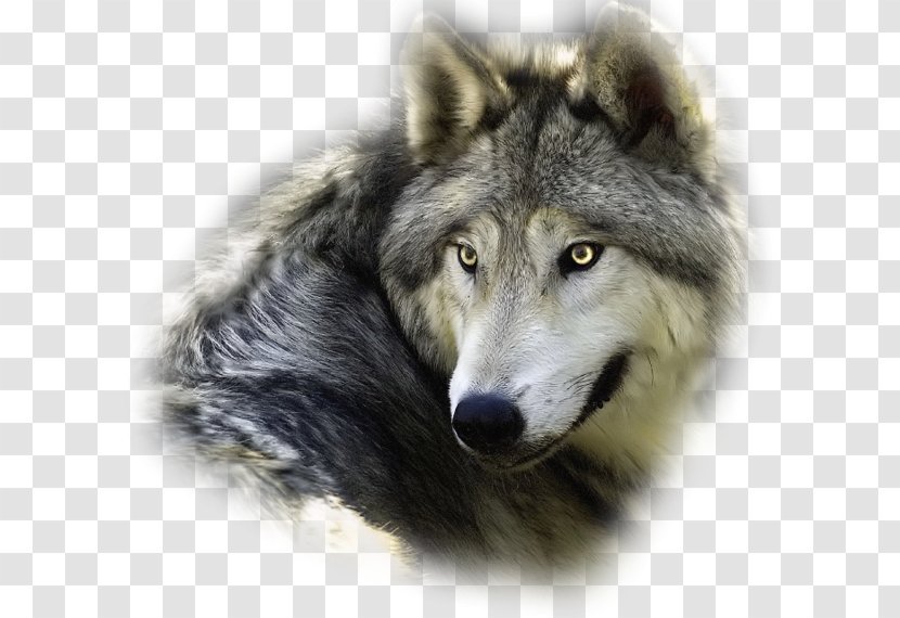Utonagan Animal WolfQuest Presentation Siberia - Descendants Transparent PNG
