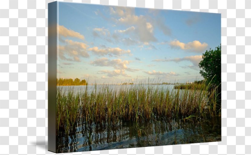 Marsh Canvas Print Ecosystem Painting Picture Frames - Water - Beverly Art Transparent PNG