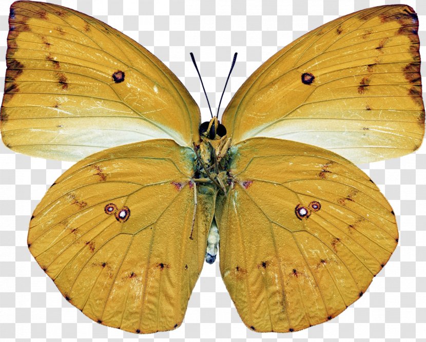 Clouded Yellows Monarch Butterfly Gossamer-winged Butterflies Bombycidae - Arthropod Transparent PNG