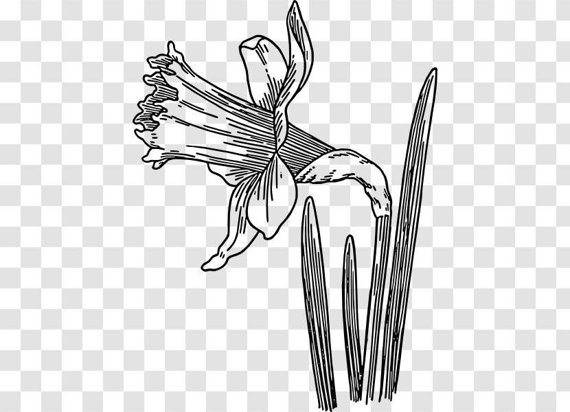 Drawing Daffodil Line Art Clip - Royaltyfree - Drawings Of Daffodils Transparent PNG