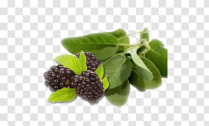 Common Sage Chameleon Plant Stock Photography Food Herb - Blackberry Juice Transparent PNG