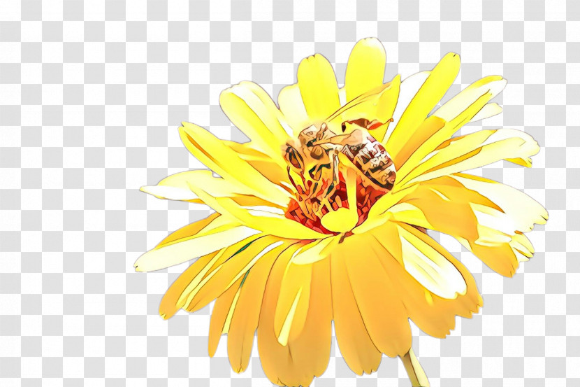 Yellow Flower Petal English Marigold Plant Transparent PNG