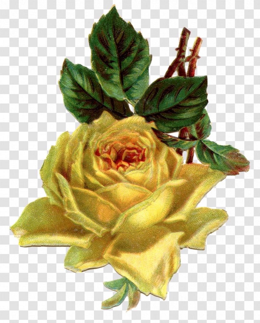 Clip Art Yellow Antique Flower Rose - Plant Transparent PNG