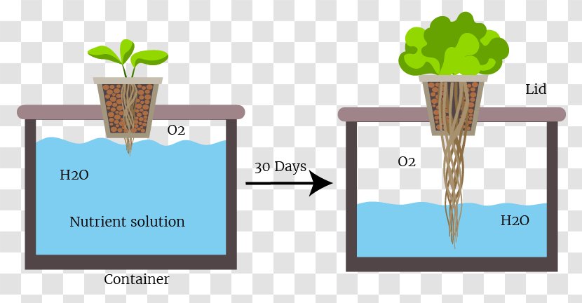 Passive Hydroponics Deep Water Culture Gardening Organic - Plant - Agriculture Transparent PNG