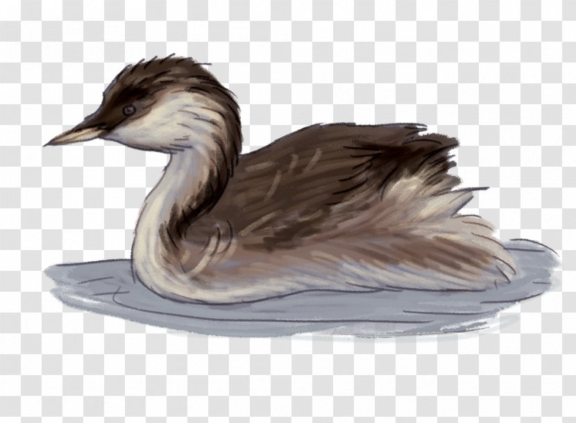 Duck Goose Bird Wetland Grebe - Feather Transparent PNG
