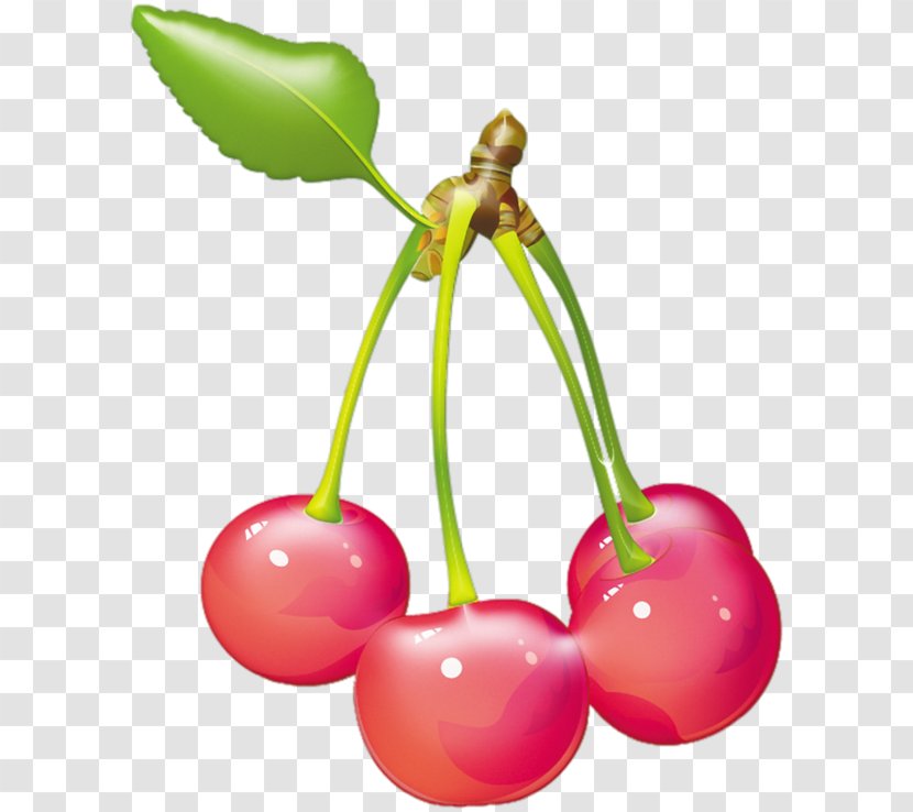 Cherry Adobe Illustrator Illustration - Flowering Plant - Pink Fruit Transparent PNG