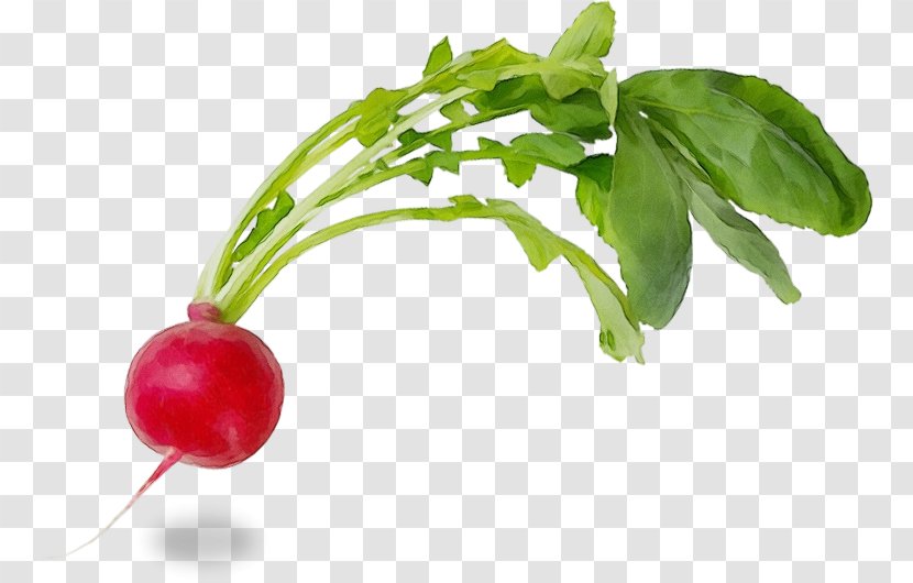 Plant Flower Radish Food Natural Foods - Flowering - Herb Transparent PNG