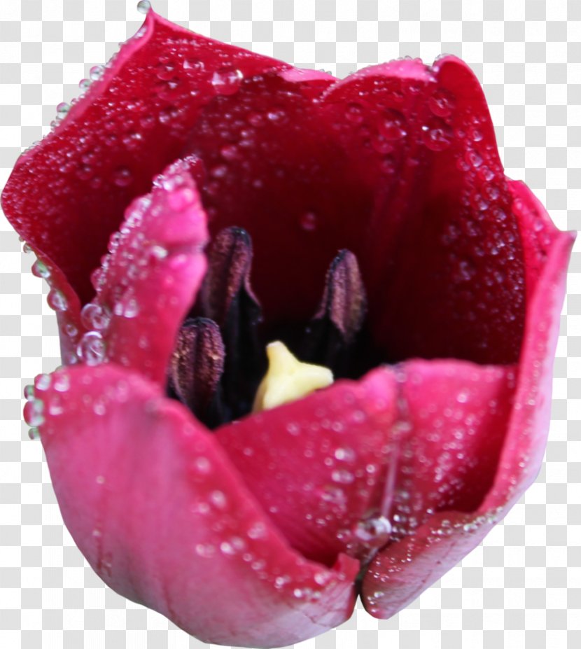 Tulip Flower Liliaceae Plant - Herbaceous Transparent PNG