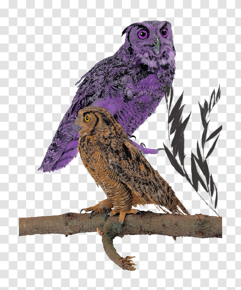 Great Grey Owl Wall Decal Beak Feather - Fauna - Sitting On A Branch Transparent PNG