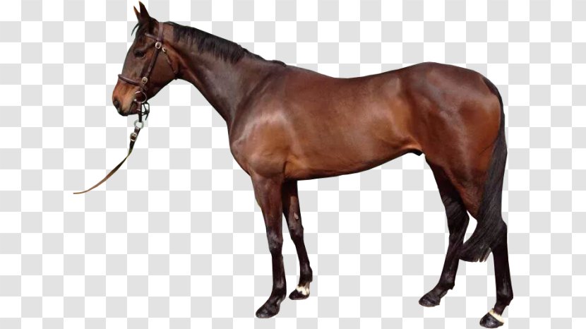 Spanish Mustang Stallion Thoroughbred Arabian Horse - Tack - White Transparent PNG