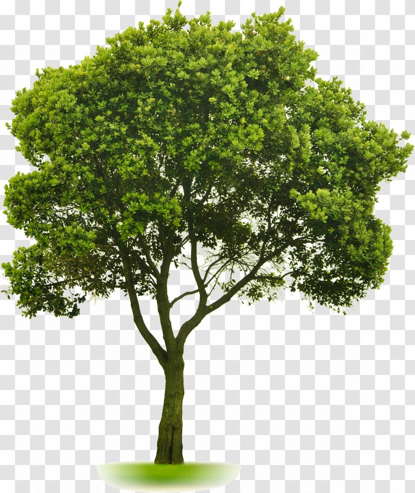 Tree Landscaping Lawn - Pruning Transparent PNG
