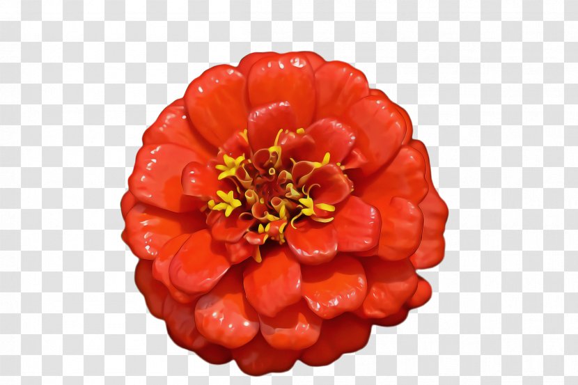 Marigold Flower - Orange Water - Perennial Plant Lantana Transparent PNG