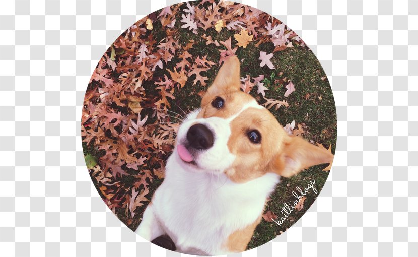 Pembroke Welsh Corgi Puppy Dog Breed Companion - FRIEND Transparent PNG