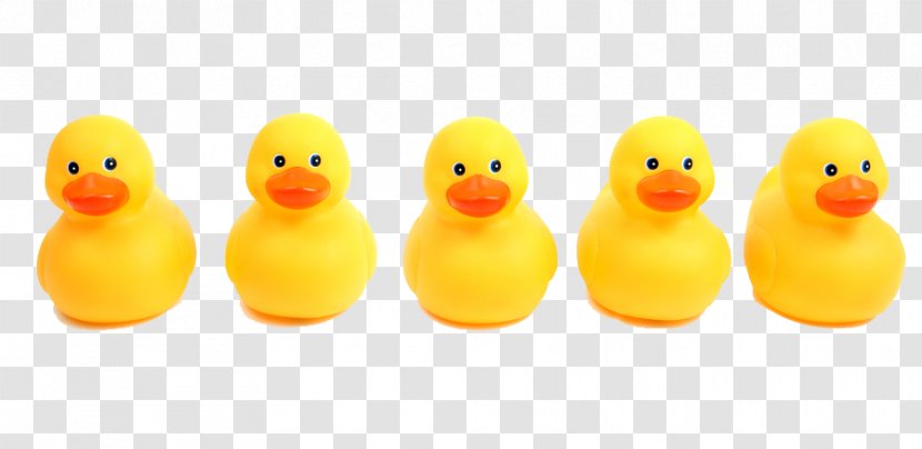 Duck Stock Photography - Material - Ducksinarow Transparent PNG