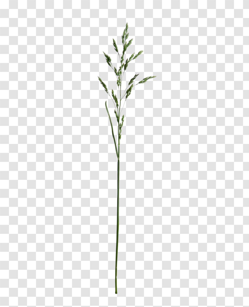 Twig Plant Stem Leaf Grasses - Rice Flower tree Transparent PNG