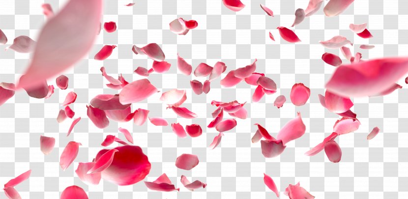 Petal Flower Preservation Rose - Pink - Browse Background Transparent PNG
