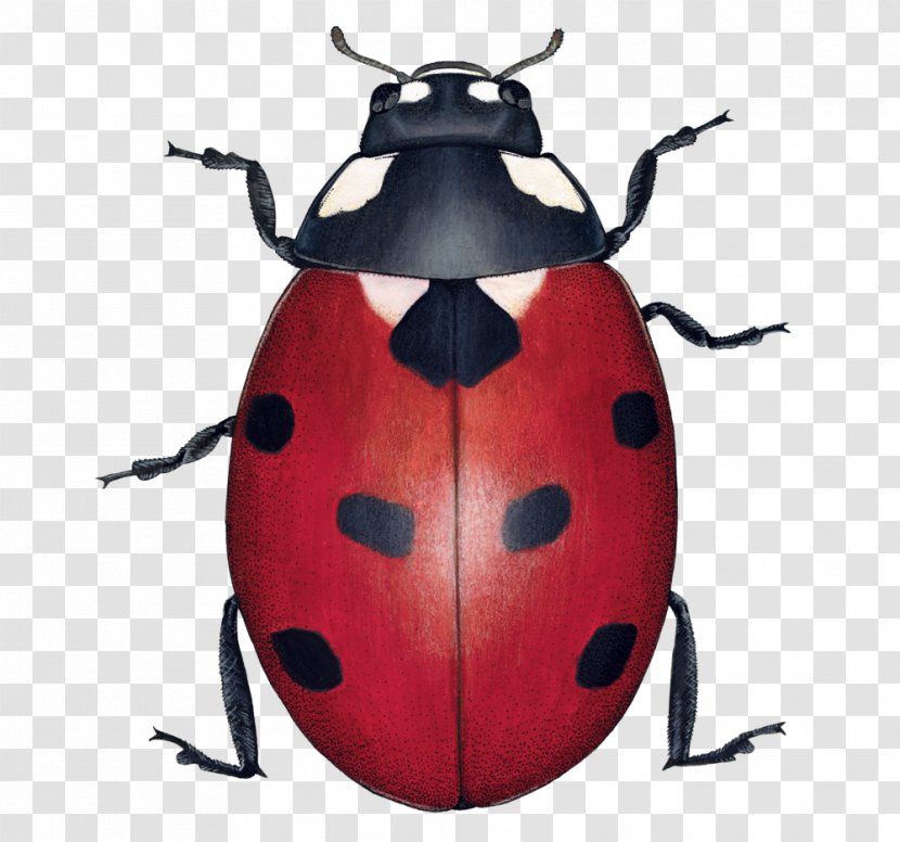 Ladybird Beetle Illustration Illustrator Graphic Design - Beneficial Insects Transparent PNG