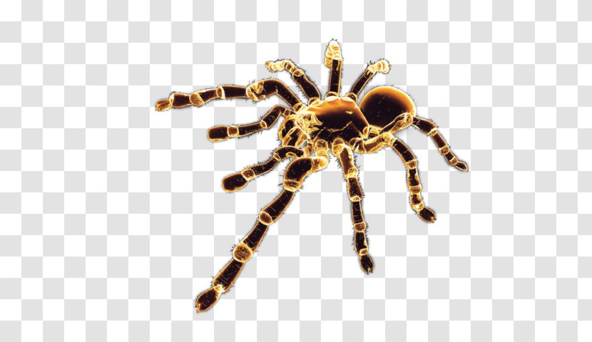 Black House Spider Arthropod - Brown Widow Transparent PNG