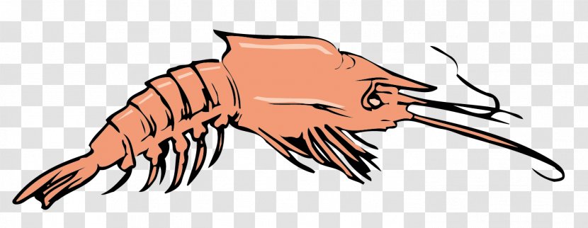 Crab Homarus Euclidean Vector Clip Art - Decapoda - Lobster Material Transparent PNG