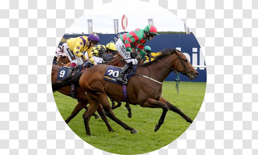 Horse Racing Jockey John Smith's Cup Equestrian Transparent PNG