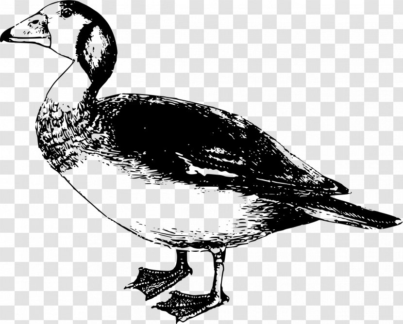 Goose Bird Duck Clip Art - Drawing - Dwarf Transparent PNG