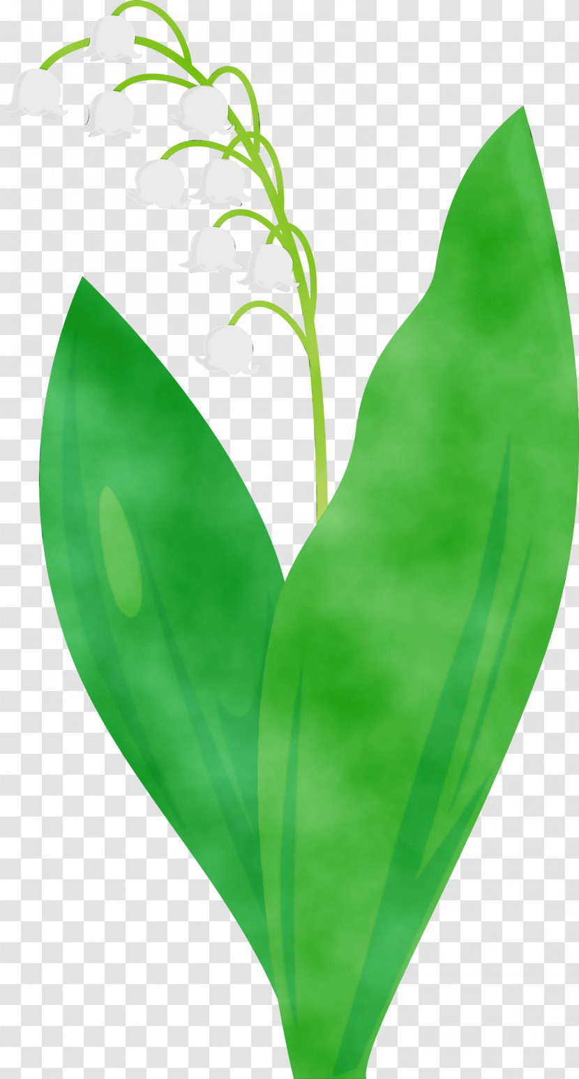 Leaf Green Lily Of The Valley Flower Plant Transparent PNG