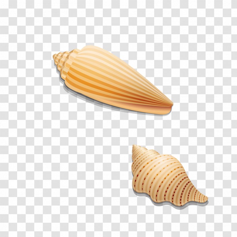 Seashell Ice Cream Cone Clip Art - Highdefinition Television - Conch Transparent PNG