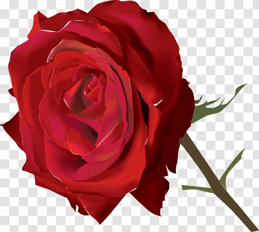 Beach Rose Flower - Garden Roses Transparent PNG