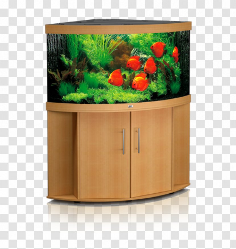 Aquarium Filters Tropical Fish Pet - Cichlid - Decoration Transparent PNG