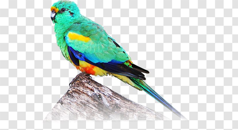 Macaw Parakeet Feather Beak Wing - Bird - Fischers Lovebird Transparent PNG