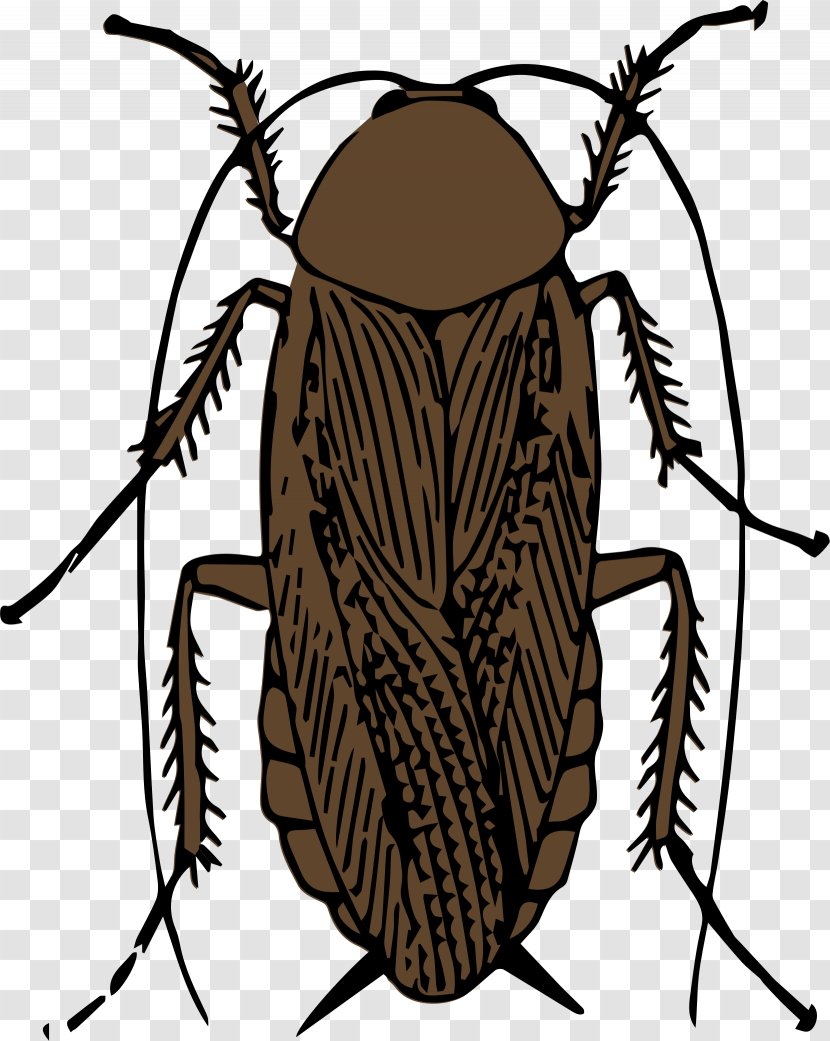 American Cockroach Insect Drawing Clip Art - Cliparts Transparent PNG