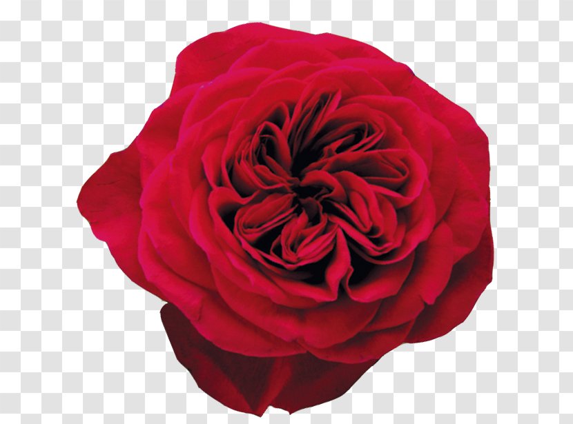 Garden Roses Cabbage Rose Floribunda Flower - Bouquet Transparent PNG