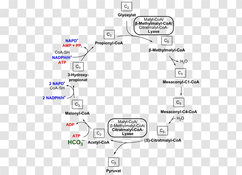 Methylmalonyl-CoA Propionyl-CoA 3-Hydroxypropionate Bicycle Coenzyme A Succinyl-CoA - Adenosine Triphosphate - Hydro Transparent PNG