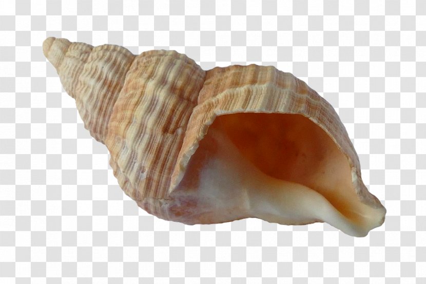 Seashell Mollusc Shell Mussel Beach - Snails And Slugs - Gas Logo Transparent PNG