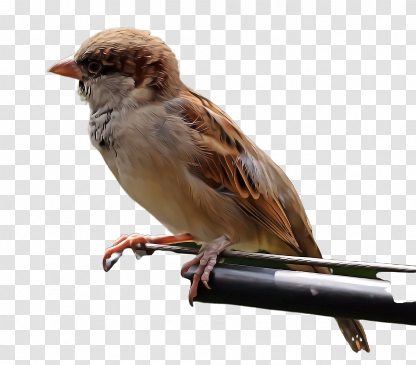 Bird House Sparrow Beak Songbird - Wren - Chipping Transparent PNG