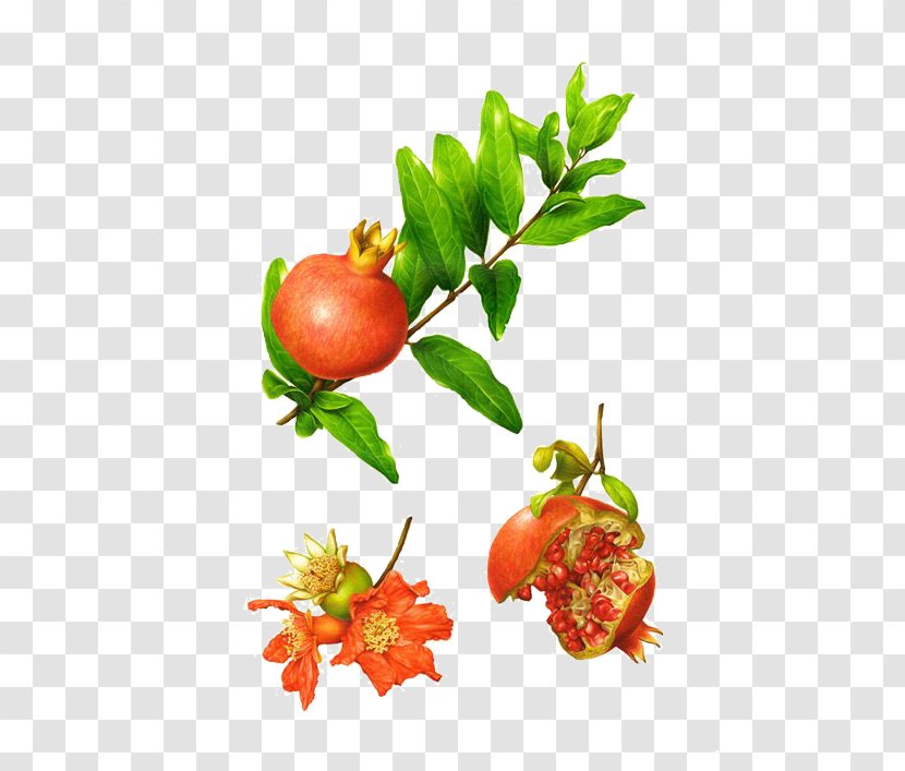 Botanical Illustration Behance Botany Illustrator - Food - Pomegranate Transparent PNG