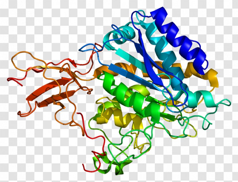 Carboxypeptidase A6 Protein Gene M - Silhouette - Frame Transparent PNG