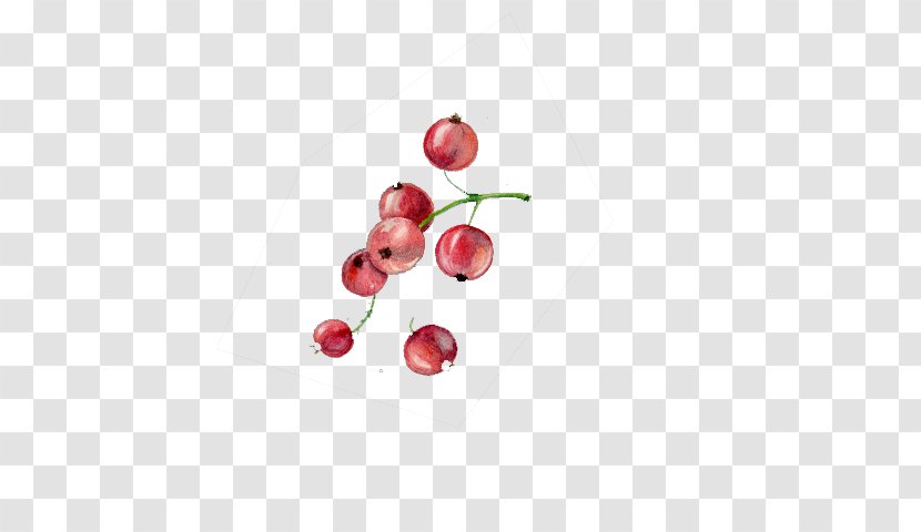 Cherry Fruit Euclidean Vector Vecteur - Blossom Transparent PNG