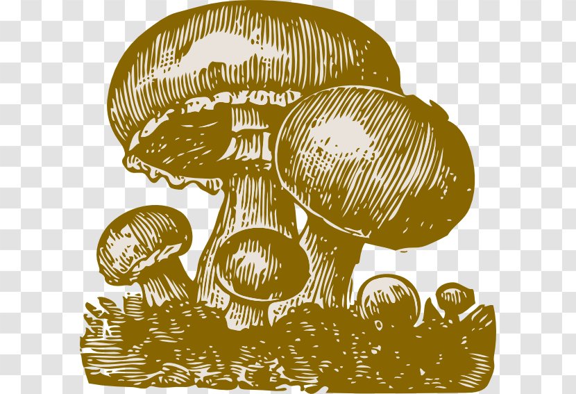 Fungus Mushroom Clip Art - Drawing - Mushrooms Transparent PNG