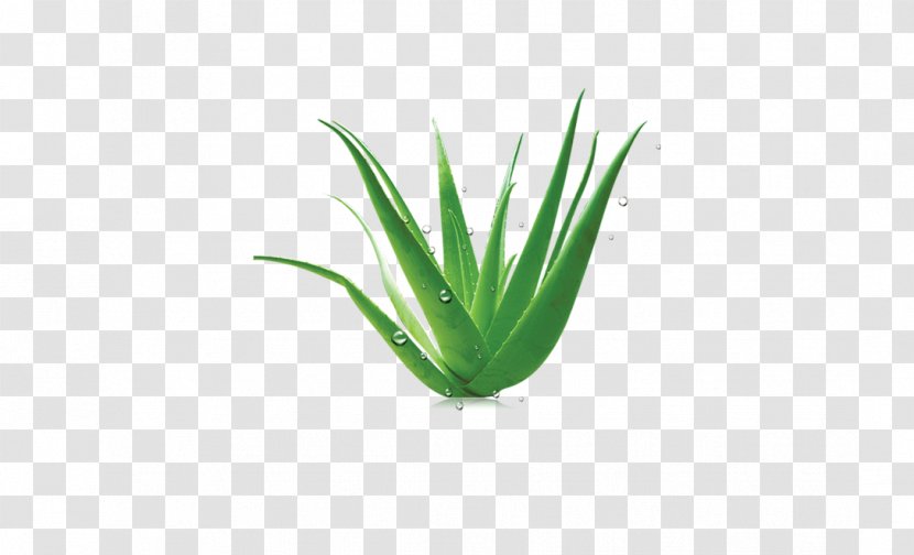 Grasses Green Wallpaper - Grass - Aloe Drops Transparent PNG