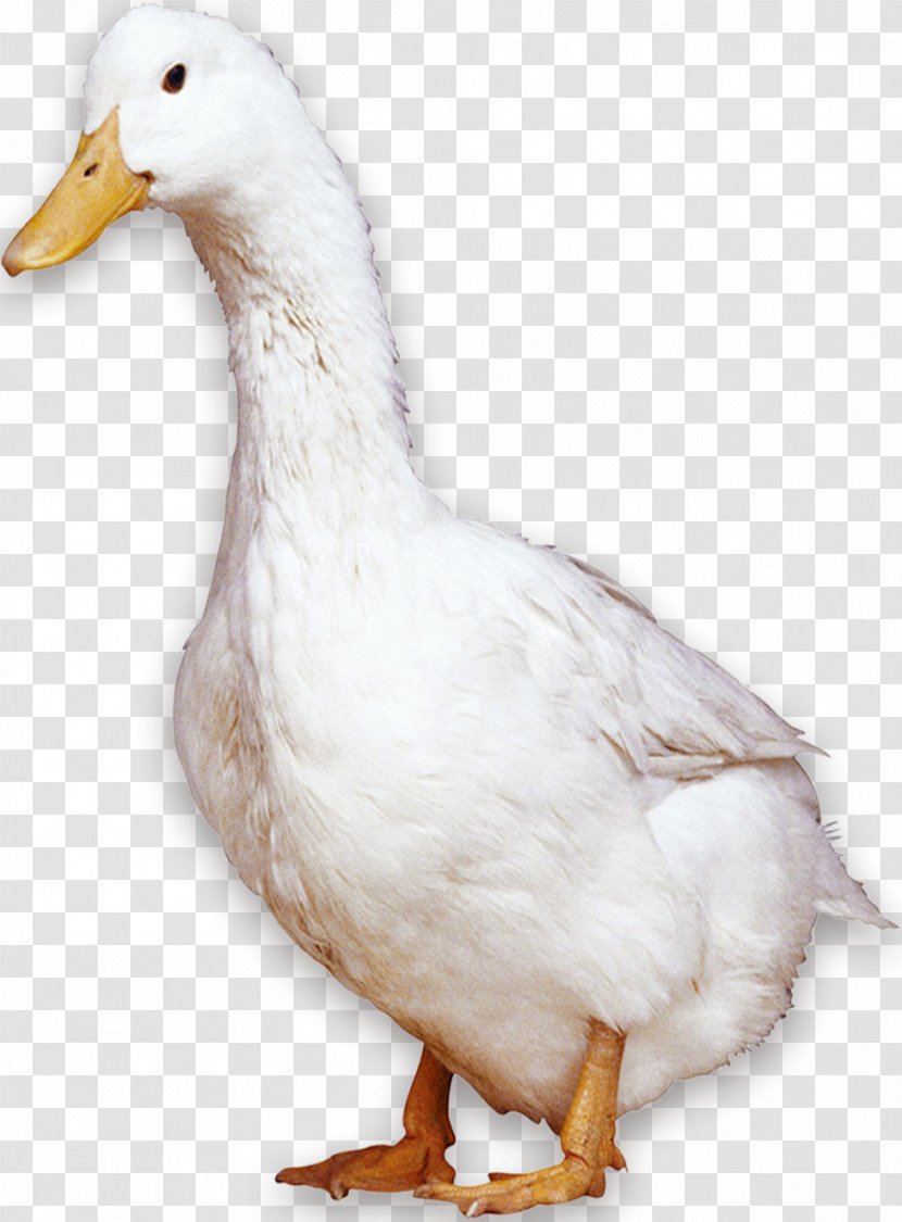American Pekin Peking Duck Bird Domestic Goose - White Transparent PNG