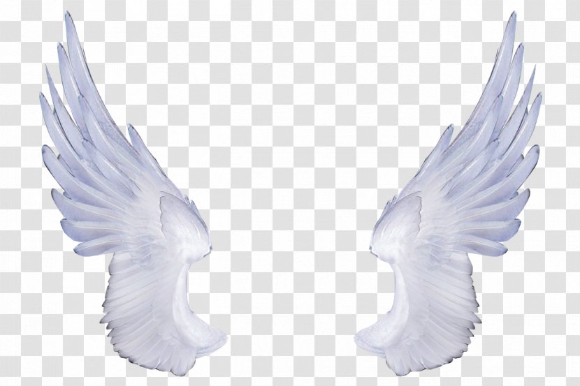 Clip Art - Water Bird - Angel Wings Transparent PNG